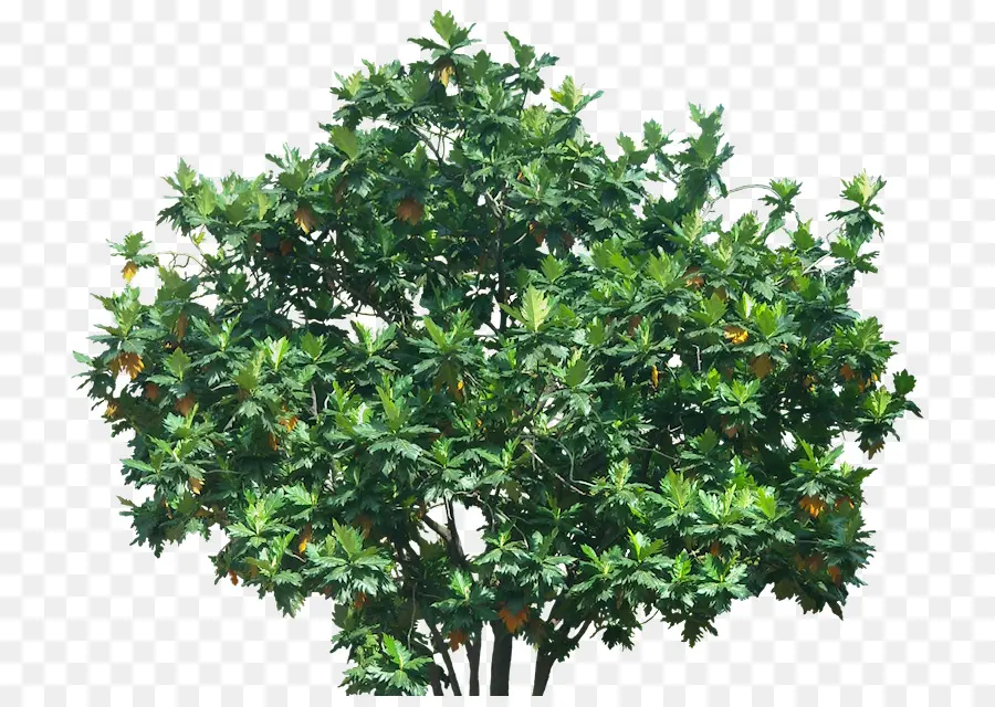árvore，Evergreen PNG