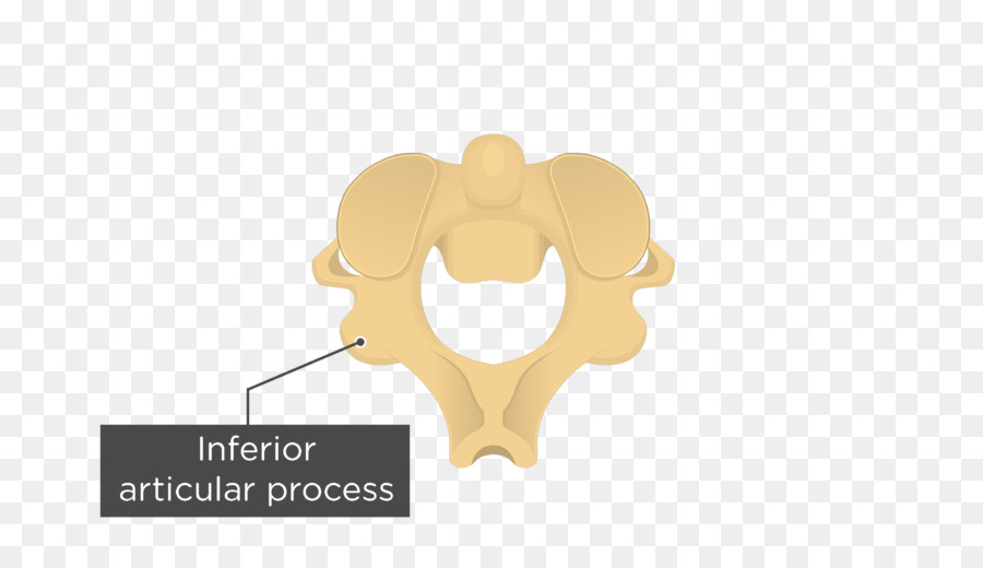 Articular Processos De，Eixo PNG