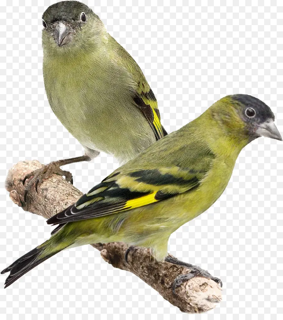 Doméstica Canárias，Aves PNG