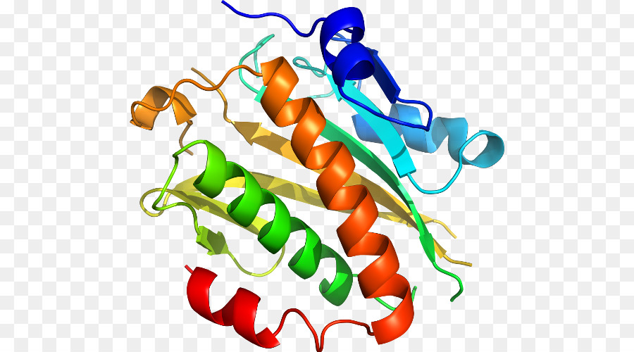 Proteína，Molécula PNG