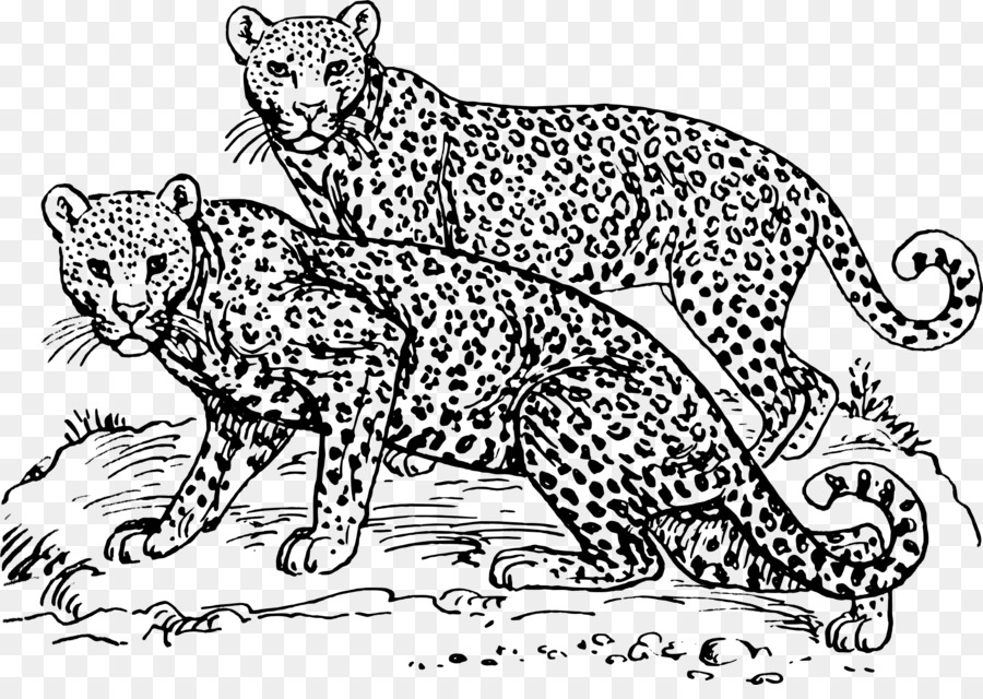 Felidae，O Leopardo De Amur PNG