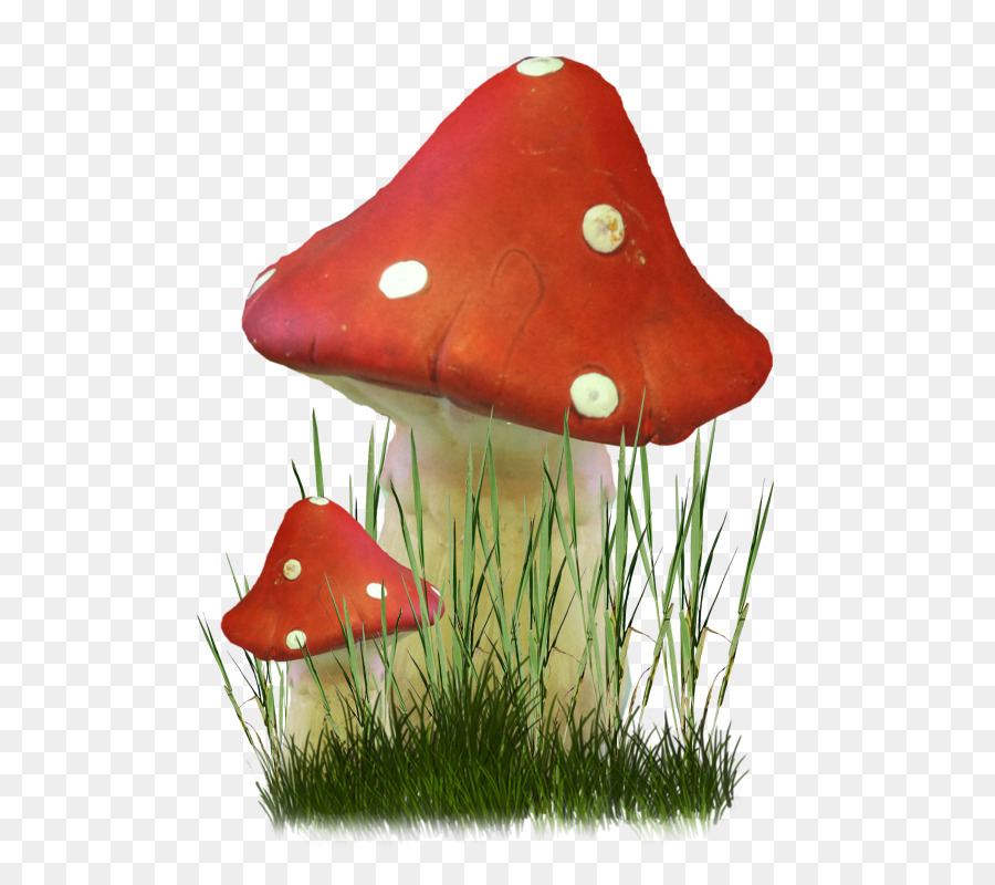 Cogumelos Vermelhos，Fungos PNG