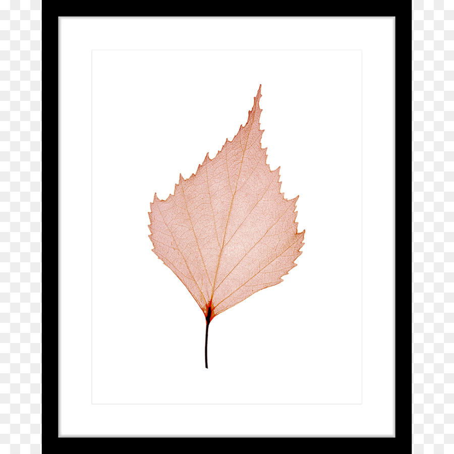 Maple Leaf，Folha PNG