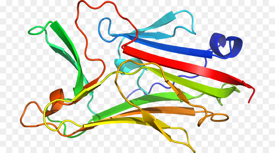 Estrutura Proteica，Biologia PNG