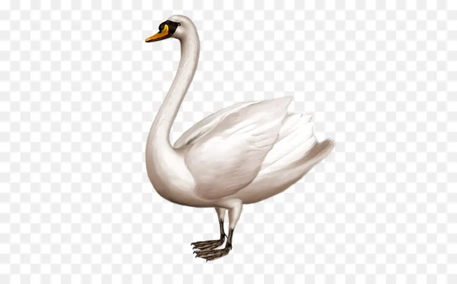 Cisne，Branco PNG