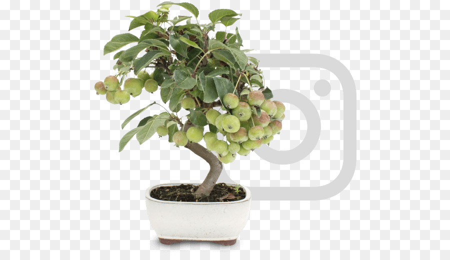 árvore Bonsai，Vaso PNG