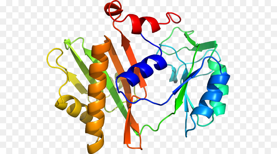 Estrutura Proteica，Biologia PNG