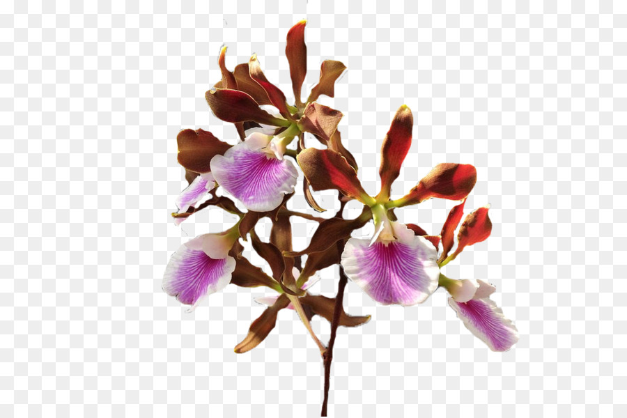 Flores De Corte，Pétala PNG