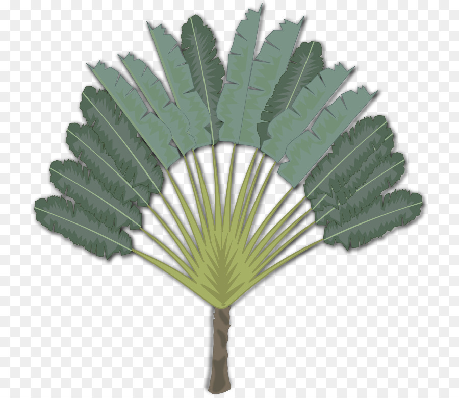 Arecaceae，ícones Do Computador PNG