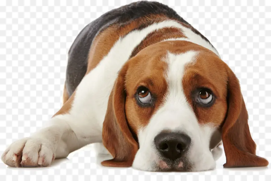 Basset Hound，Cachorro PNG