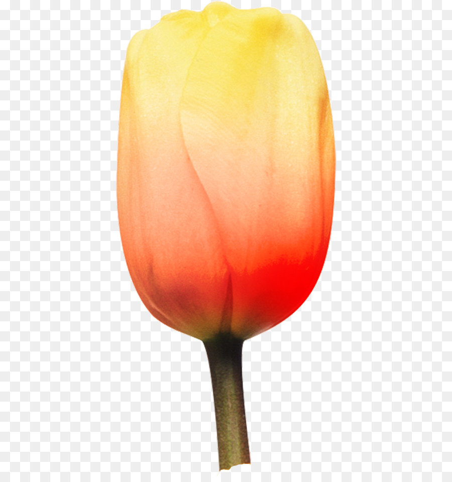 Tulipa Laranja，Tulipa PNG