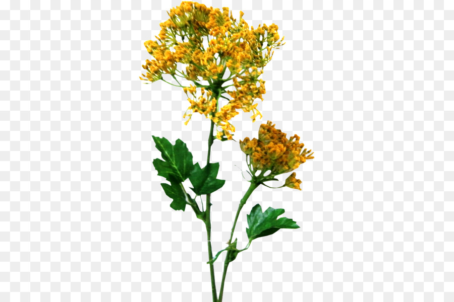 Galho，Flores De Corte PNG