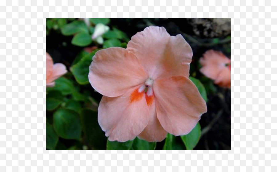 Impatiens，Planta Anual PNG