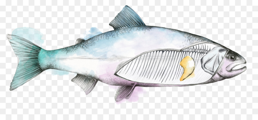 Peixe，A Empresa PNG