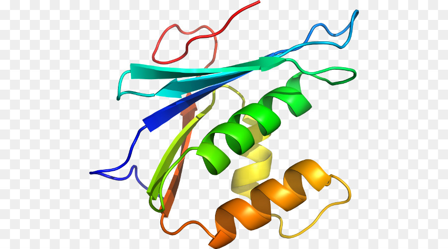 Estrutura Proteica，Biologia PNG