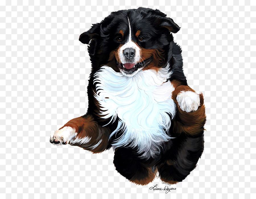 Bernese Mountain Dog，Raça Do Cão PNG