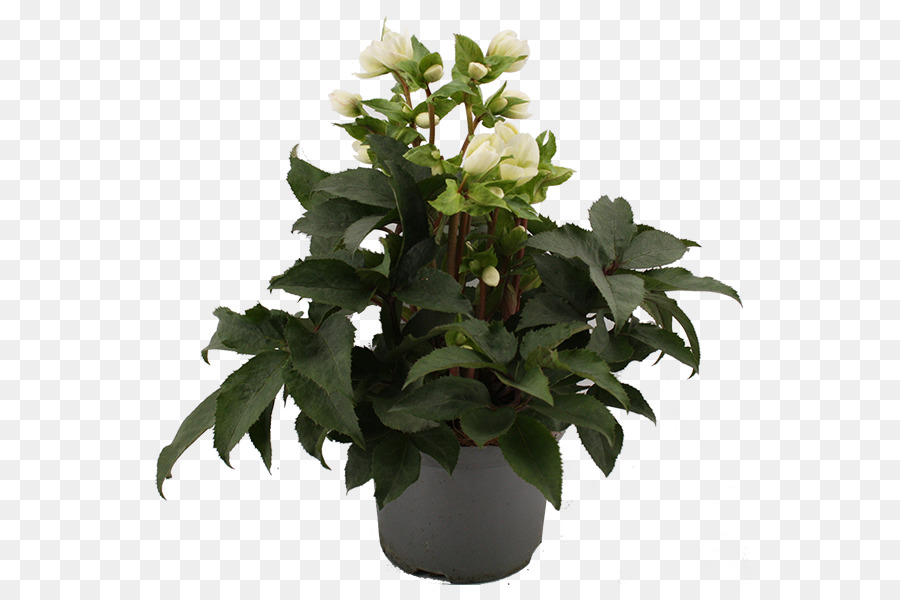 Planta Em Vaso，Vaso PNG