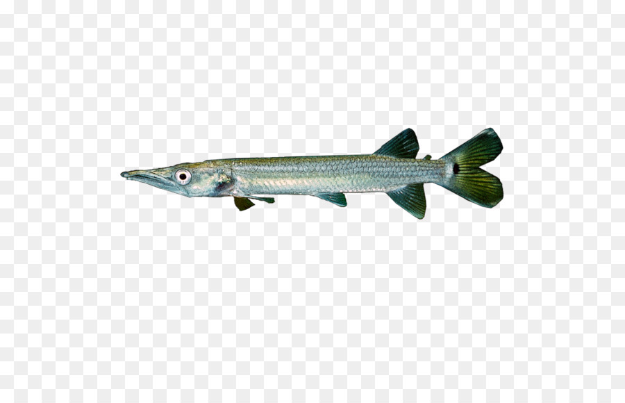 Ctenolucius Hujeta，Fish PNG