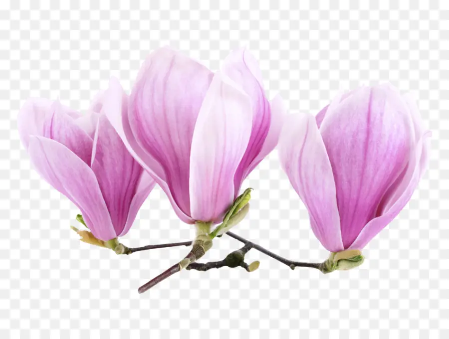 Magnolia，Adesivo PNG