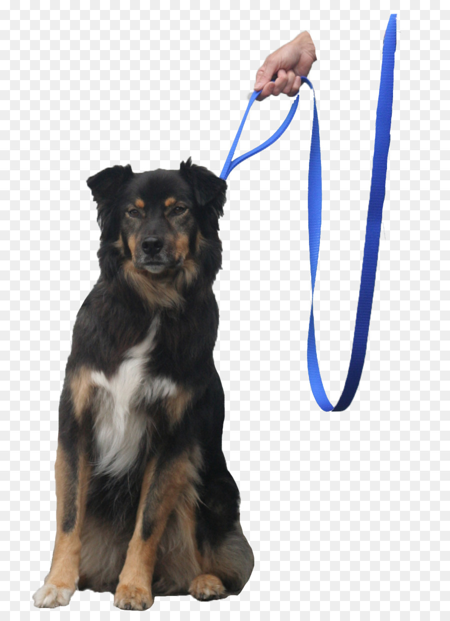 Leash，Cão PNG