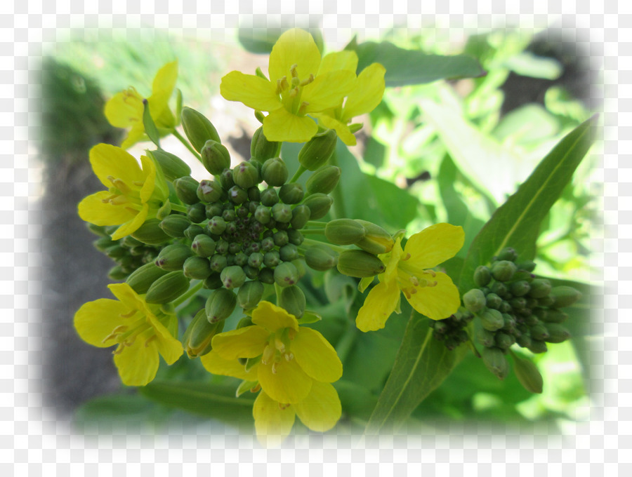 Canola，Brassica Rapa PNG