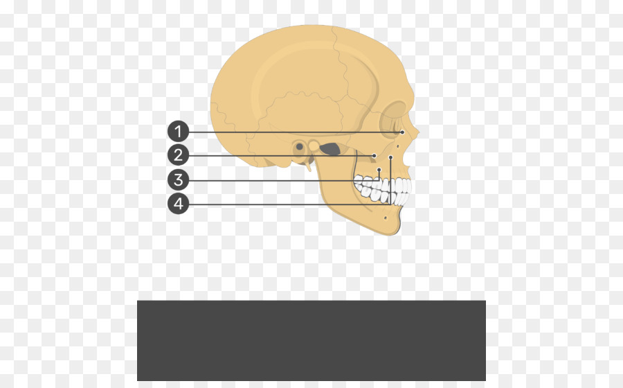 Romboidal O Maior Músculo，Romboidal Musculares Menores PNG