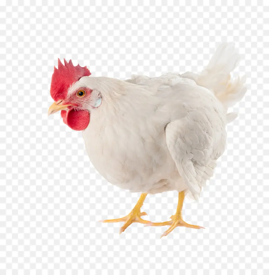 Frango，De Frangos De Corte PNG