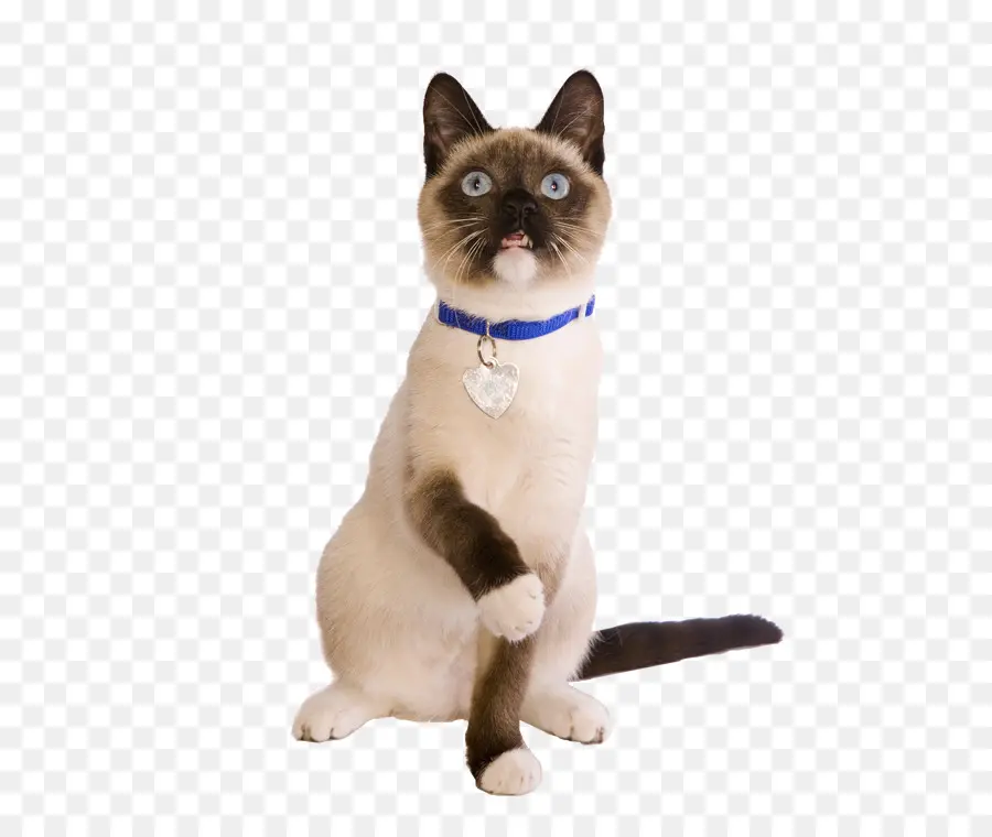 Siamese Cat，Tailandês Gato PNG