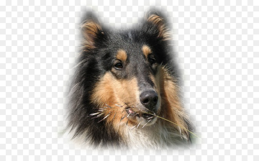 Rough Collie，Inglês Pastor PNG