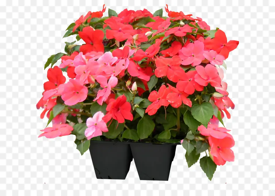 Impatiens，Flowerpot PNG