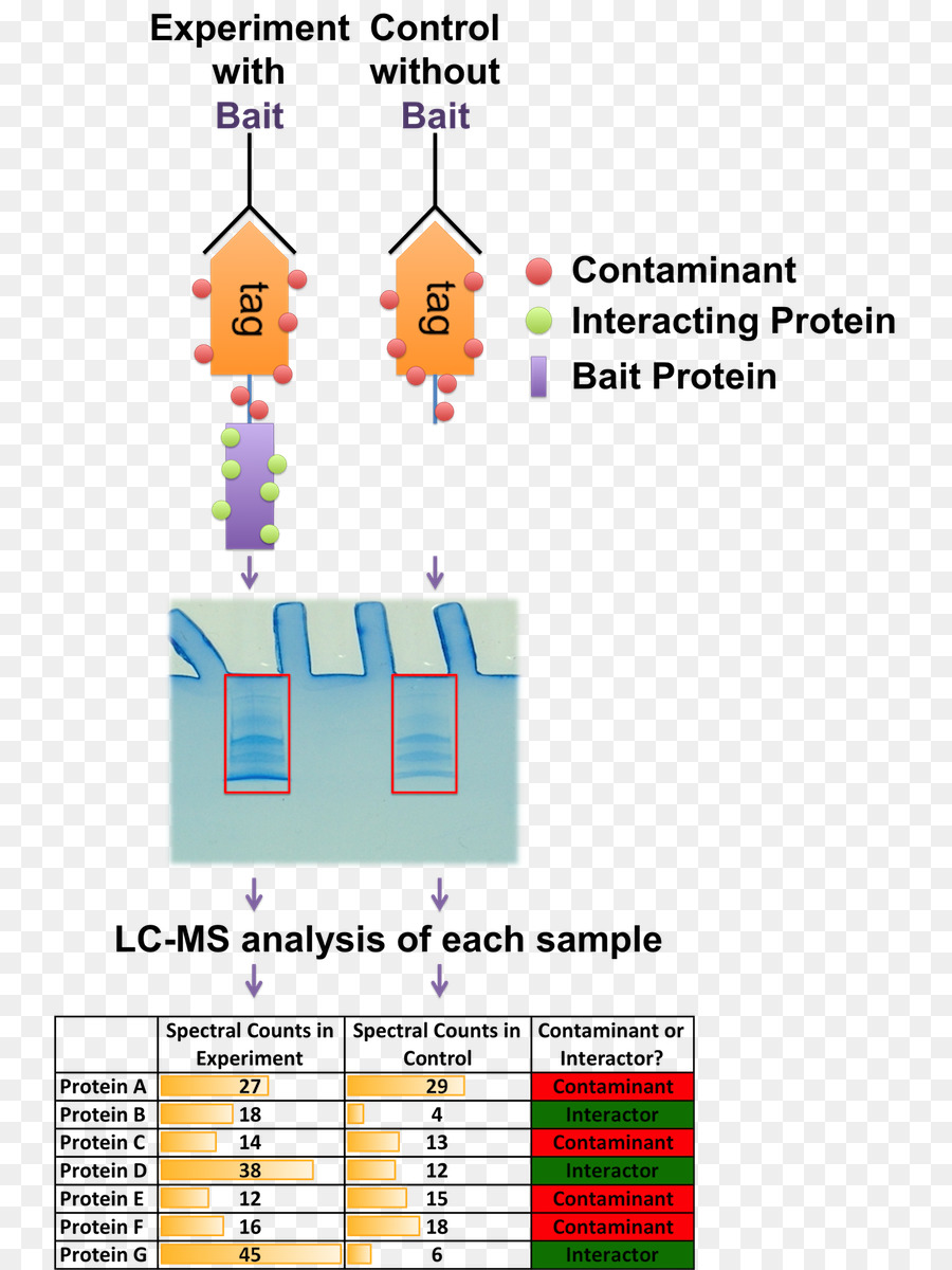 A Espectrometria De Massa，Interactome PNG