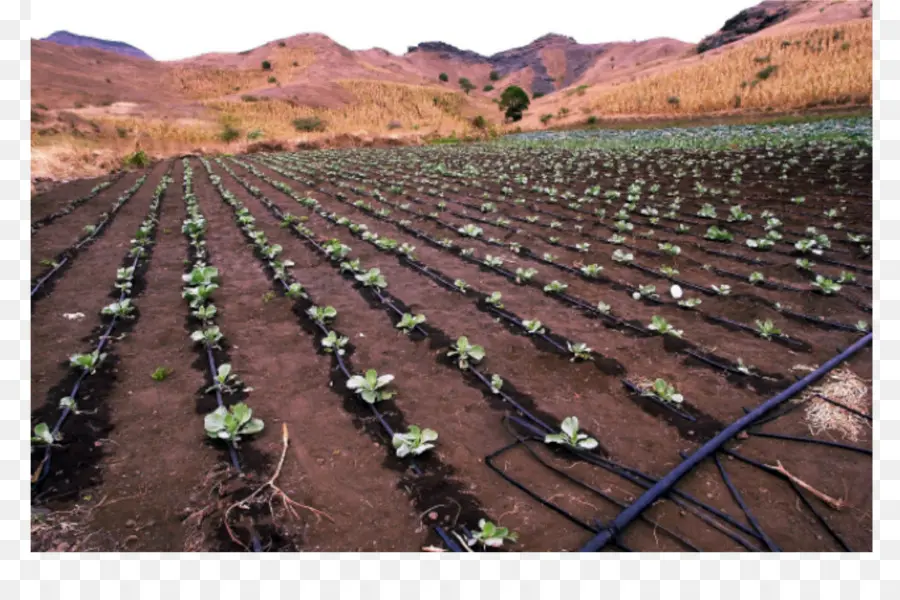 Campo，Plantas PNG