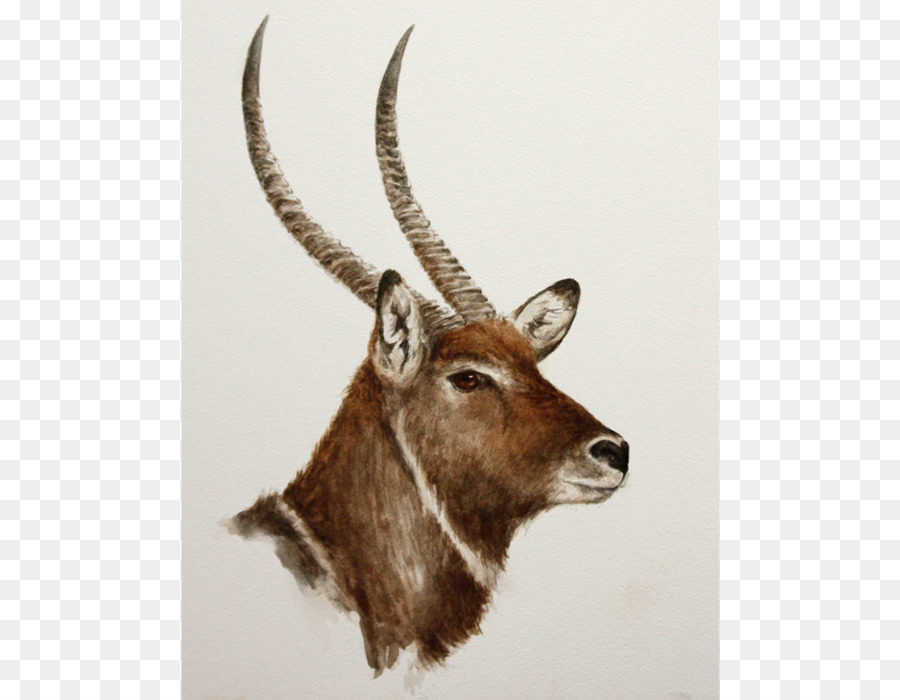 Waterbuck，A Fauna PNG