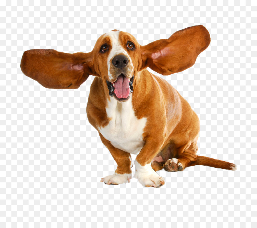 Basset Hound，Cachorro PNG