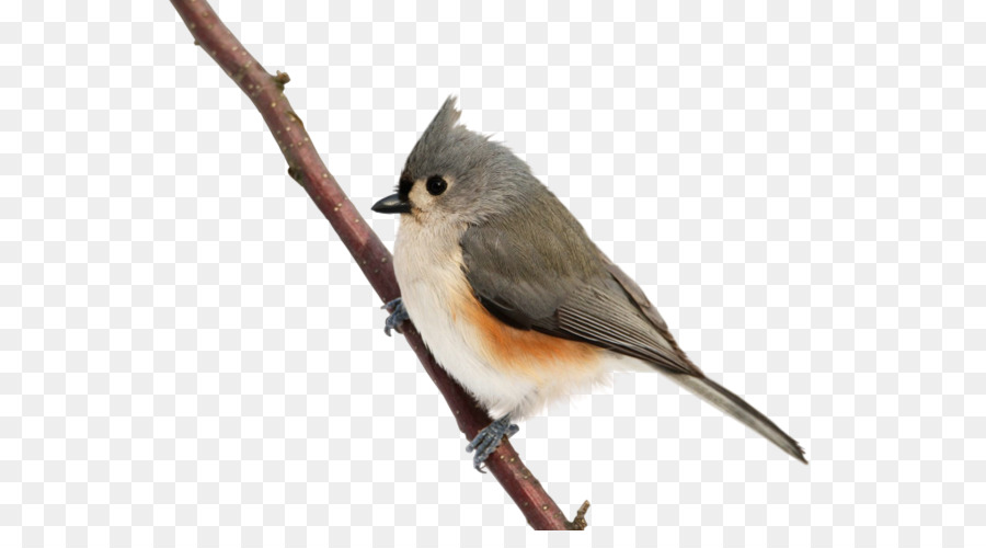Aves，Comum Nightingale PNG