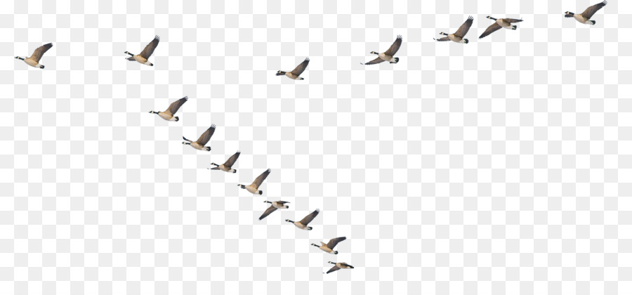 Aves，Migração De Aves PNG