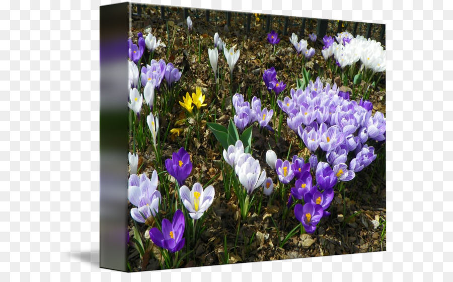 Crocus，Flores Silvestres PNG