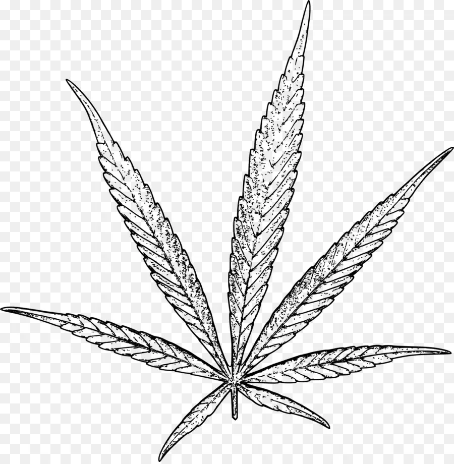 Folha Dourada De Cannabis，Maconha PNG