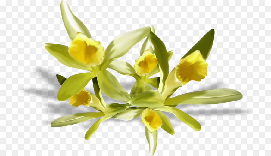 Flor，Centerblog PNG