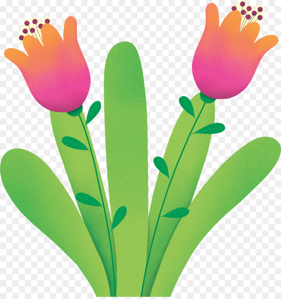 Tulip，Criança PNG