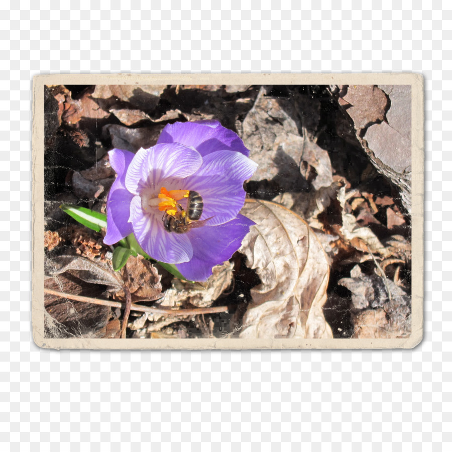 Violeta，Flor PNG