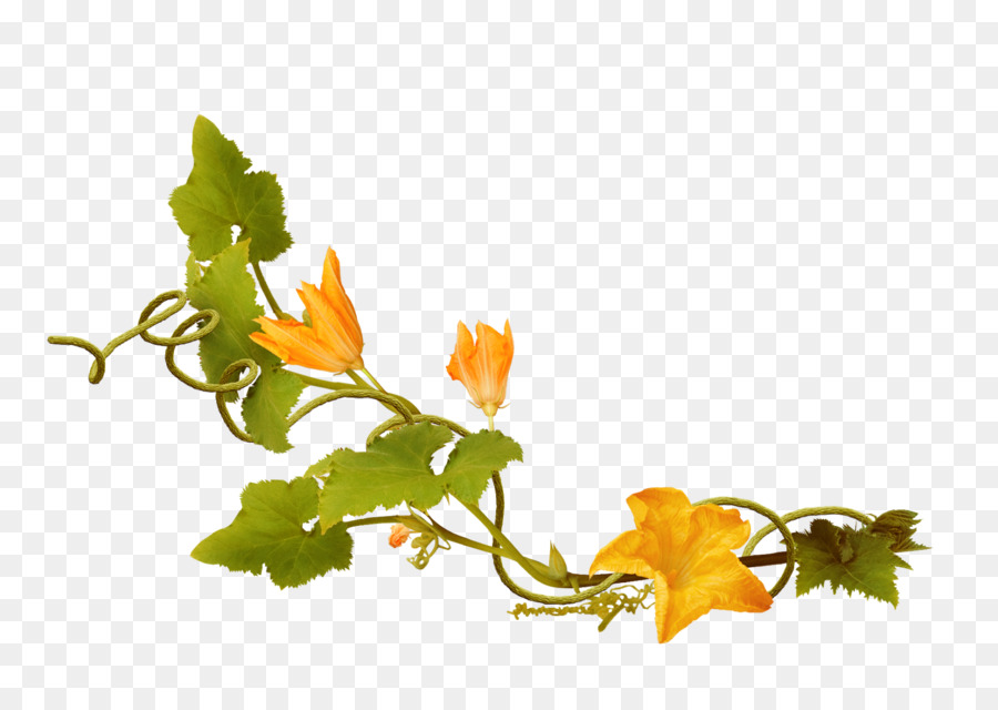 Videira Com Flores Amarelas，Folhas PNG