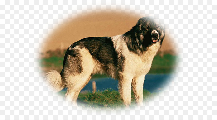 Raça Do Cão，Tibetan Spaniel PNG