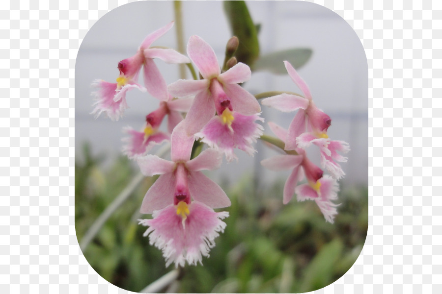 Crimson Cattleya，Natal Orquídea PNG