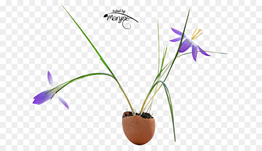 Flowerpot，A Floração Da Planta PNG