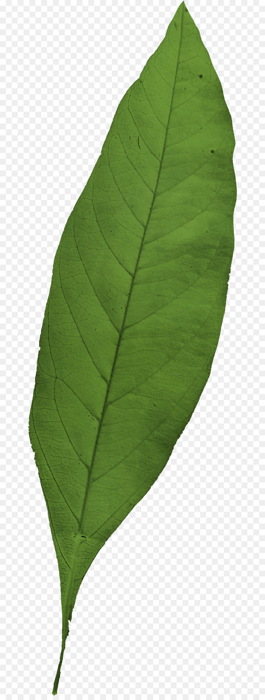 Folha，Verde PNG