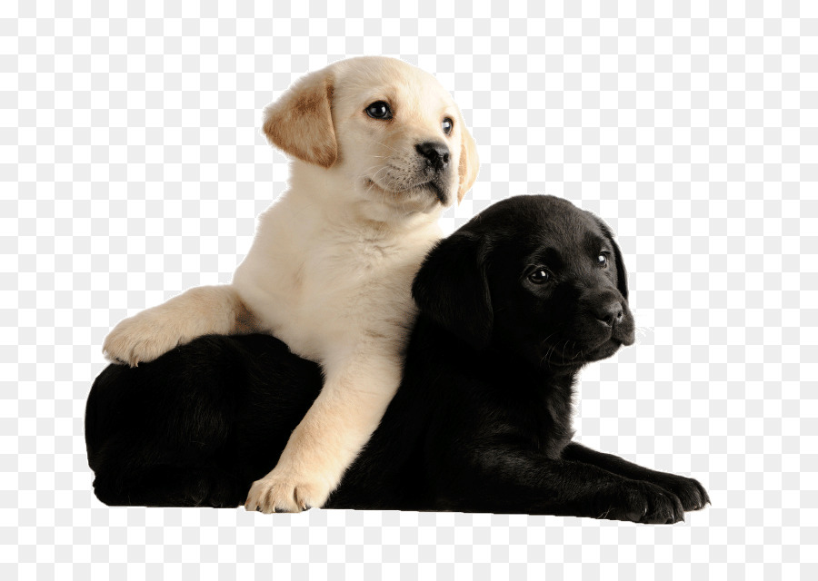 Filhotes De Cachorro Fofos，Cães PNG