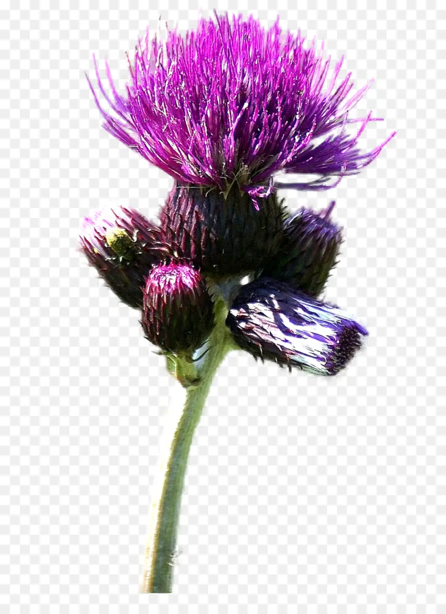 Cardo De Leite，Cardoon PNG