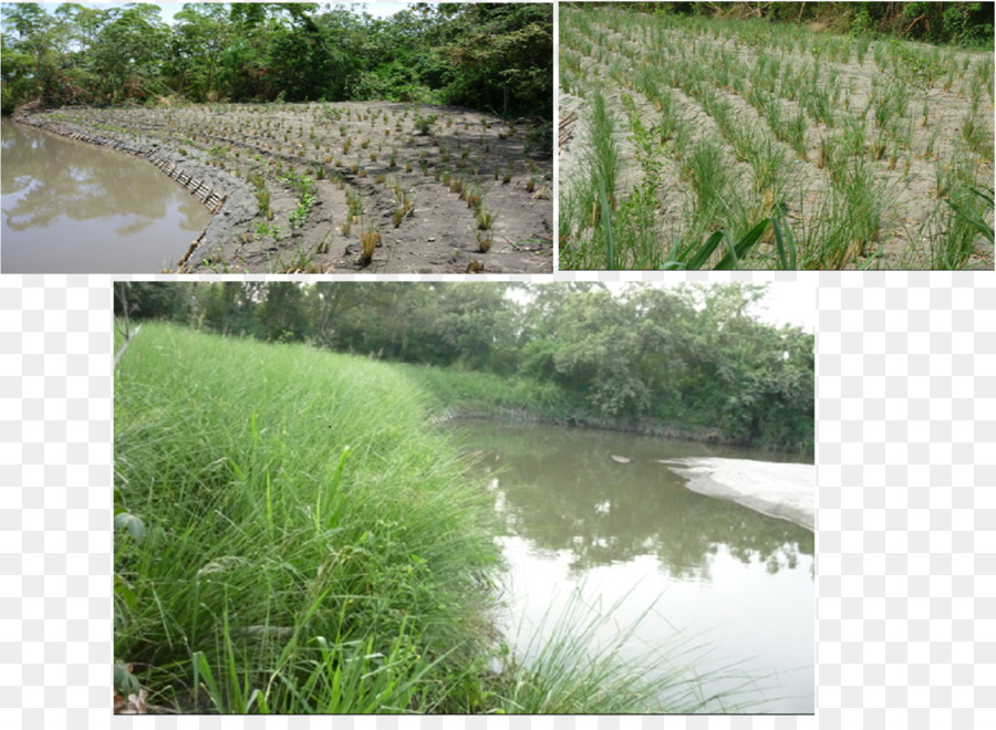 Vetiver，Vegetação PNG