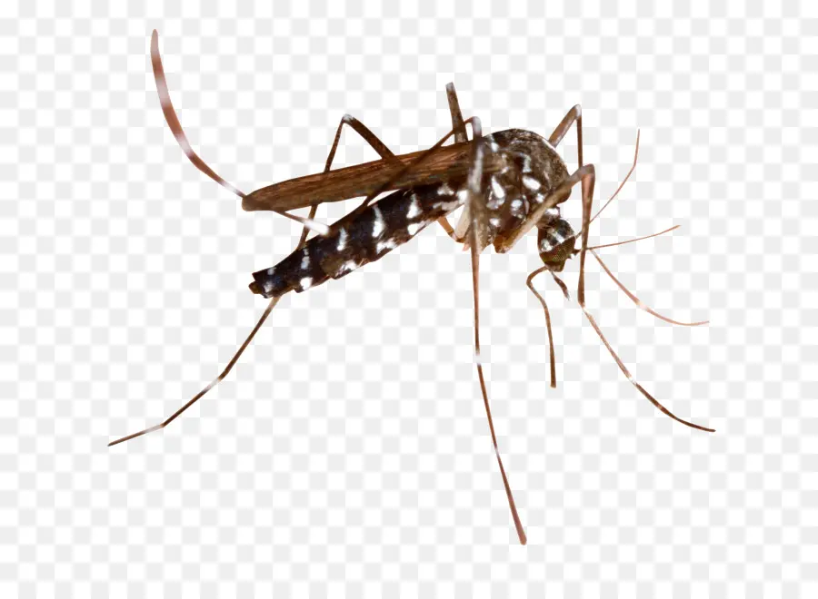Pântano Dos Mosquitos，A Malária PNG